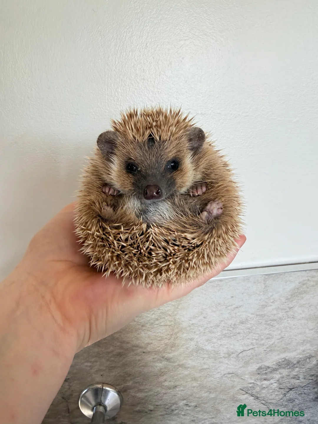 Pygmy Hedgehog rodents for sale: 4 months old male hedgehog  - Advert 2