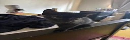 Mixed Breed cats for sale: Four beautiful, fluffy black tabby kittens  in Orpington - Advert 10