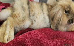 Lionhead rabbits for sale: Female rabbit  - Image 7
