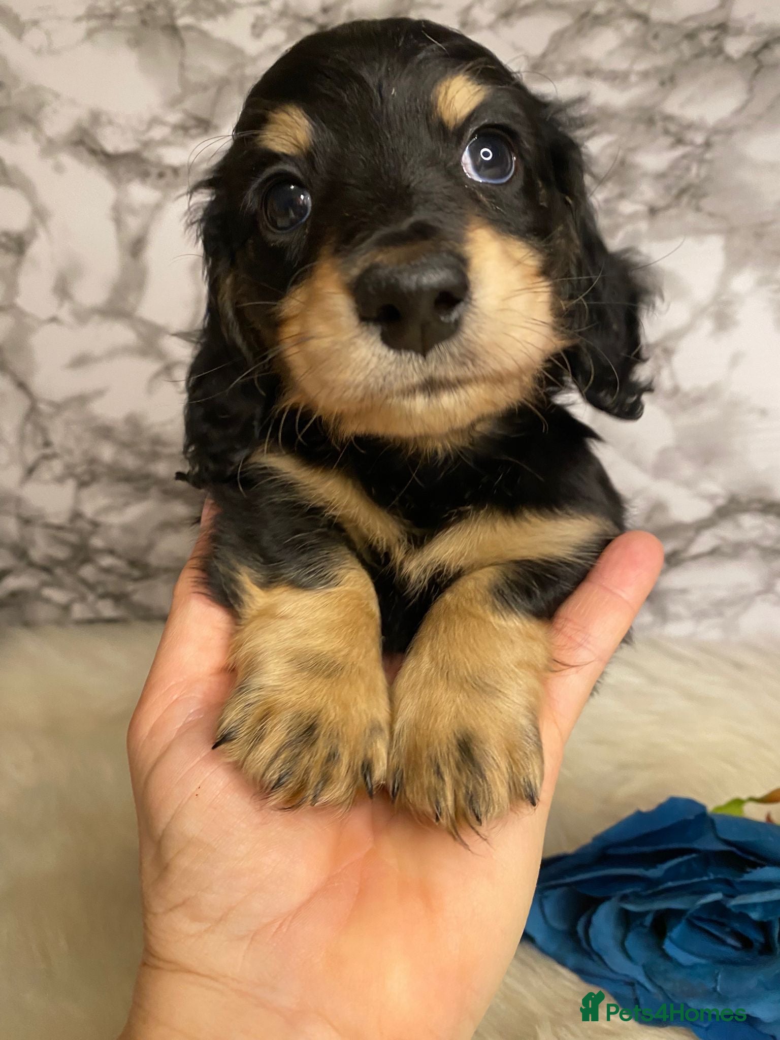 Miniature Dachshund dogs Ready to leave Miniature dachshunds - Advert 2