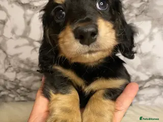 Miniature Dachshund dogs Ready to leave Miniature dachshunds - Advert 13