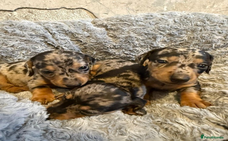 Miniature Dachshund dogs - Advert 1