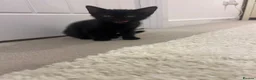 Mixed Breed cats for sale: Black kittens - Advert 8