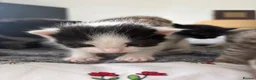 Mixed Breed cats for sale: 8 beautiful kittens for sale❤️ - Advert 8