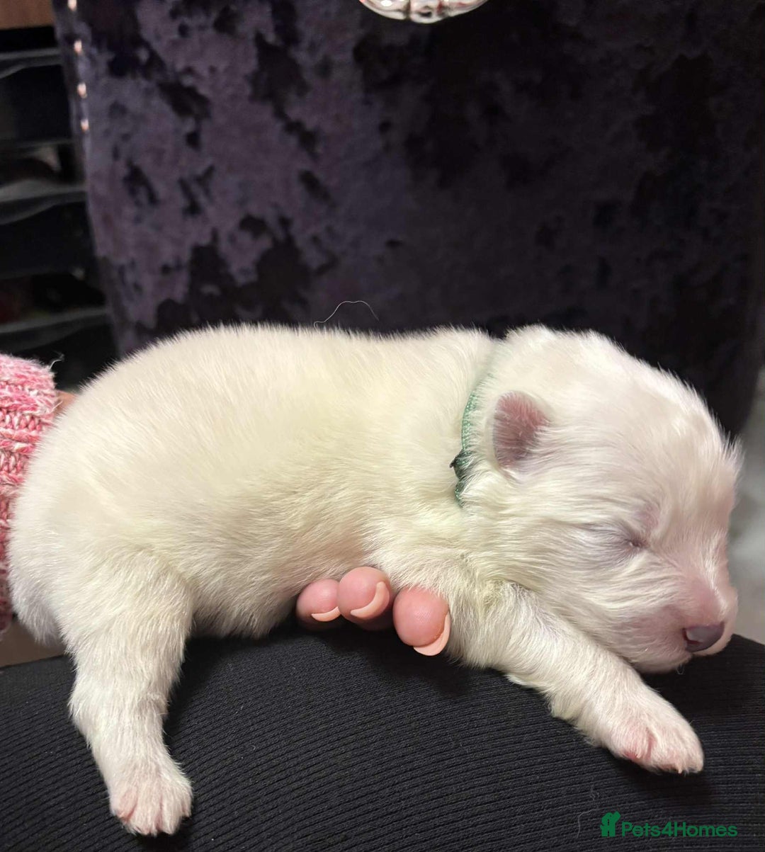 Samoyed dogs for sale: KC reg. Samoyed puppies with champ bloodline  - Advert 21