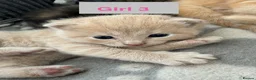 Mixed Breed cats for sale: 3 Beautiful Kittens in Mansfield  - Advert 10