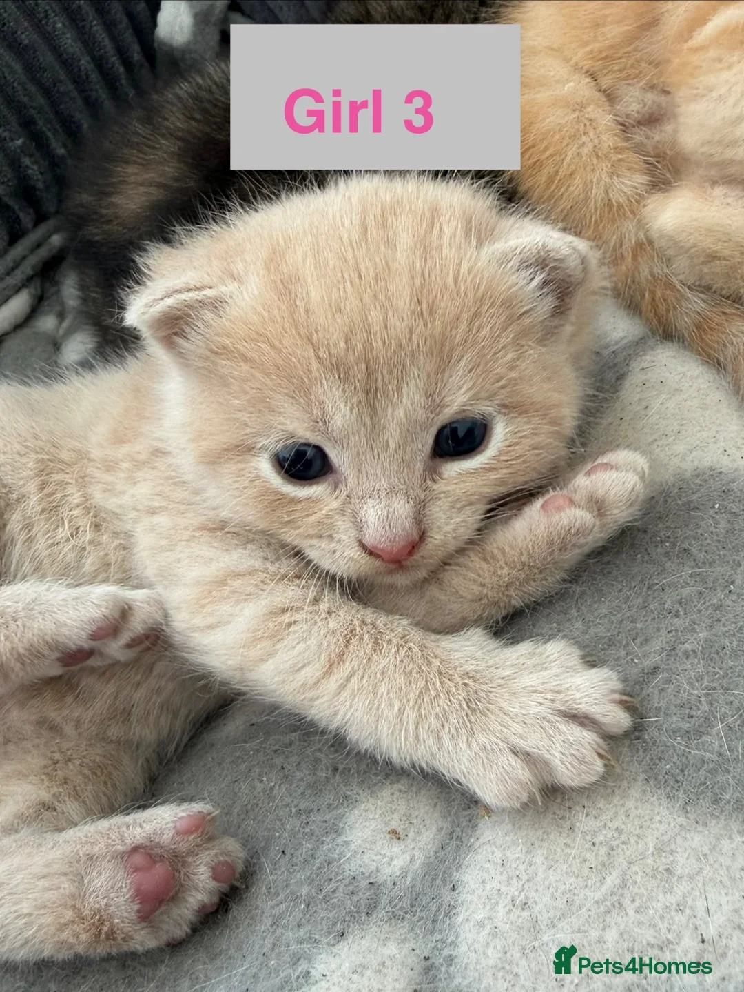 Mixed Breed cats for sale: 3 Beautiful Kittens in Mansfield  - Advert 10