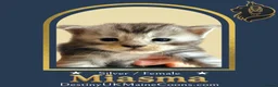 Maine Coon cats for sale: Full Pedigree Silver Maine Coon Kittens - Advert 8