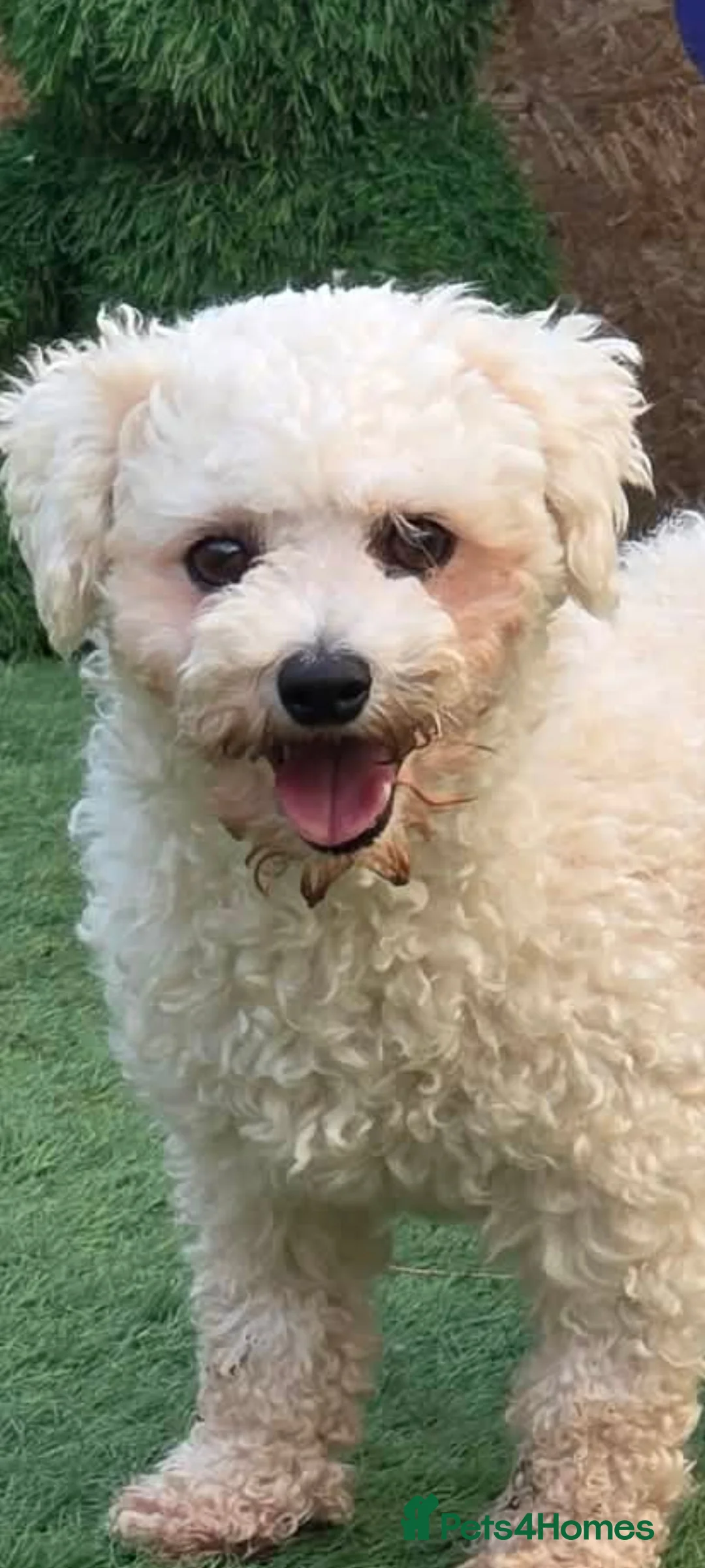 Bichon Frise dogs for adoption: Mopsie 4kg small in Lichfield - Advert 2