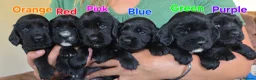 Cocker Spaniel dogs for sale: Beautiful cocker spaniel puppies - Advert 1