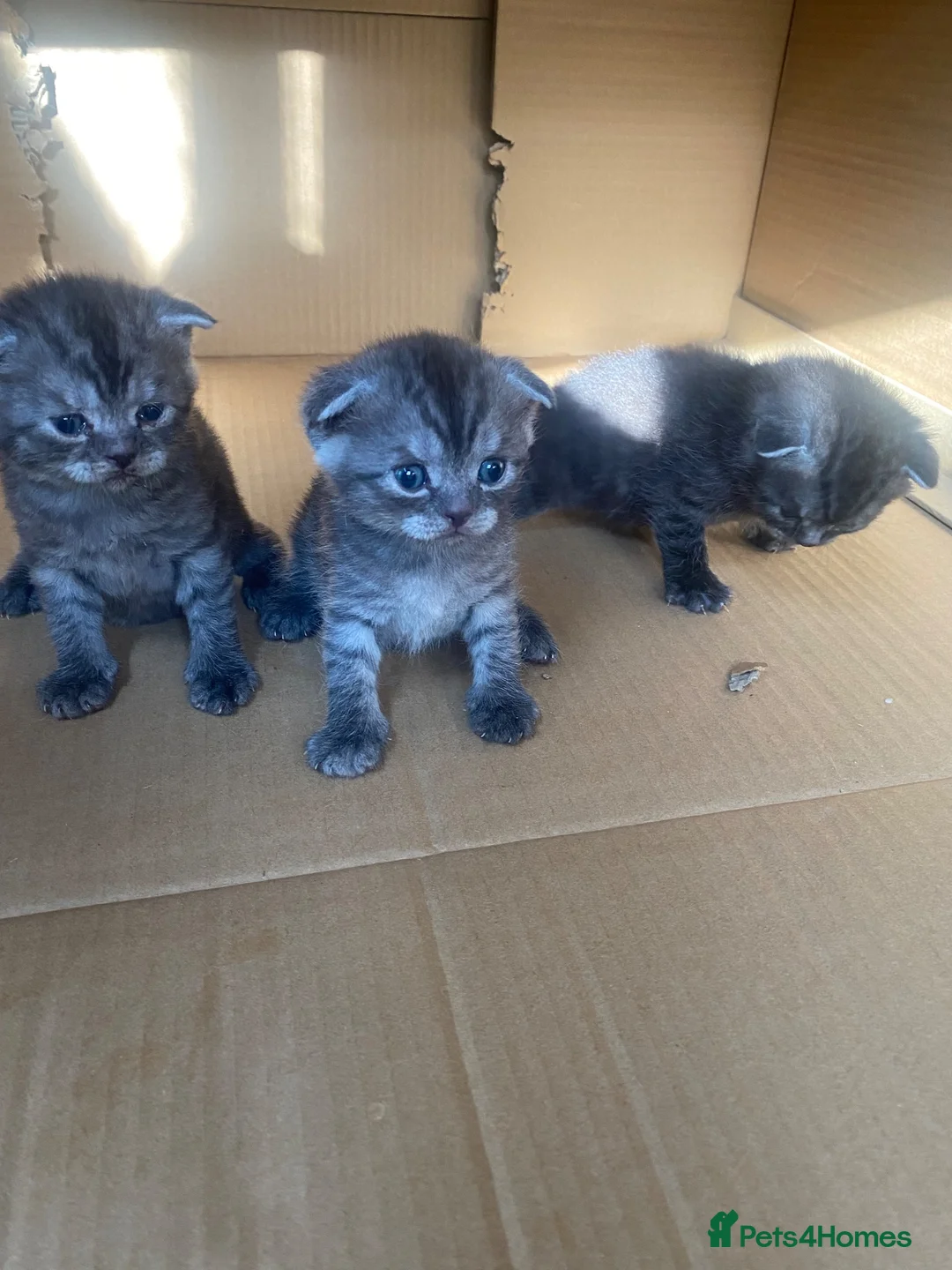 British Shorthair cats for sale: BSH/Scottish Fold kittens  - Advert 10