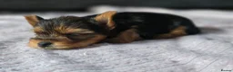 Yorkshire Terrier dogs for sale: Yorkshire Terrier puppies for sale in Thames Ditton - Advert 4