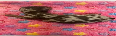 Dachshund Puppy 4