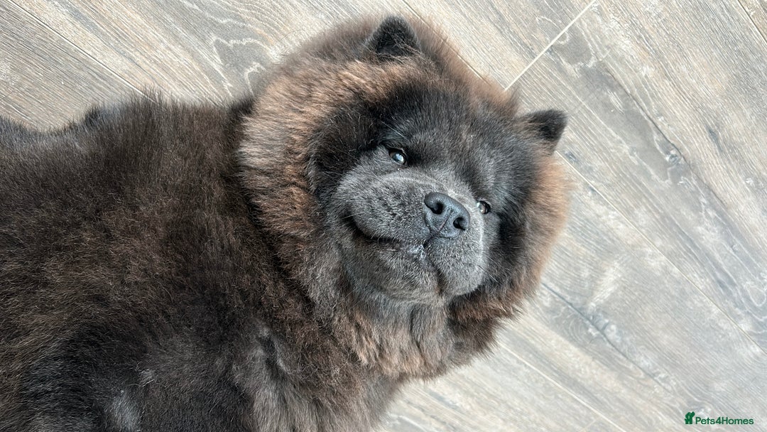 Chow Chow dogs for sale: Sweet Chow Chow – Experienced Owner Only - Image 2