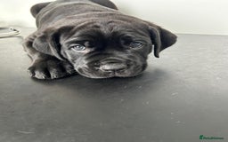 Mixed Breed dogs for sale: Adorable Rottweiler Dogue de Bordeaux x Cane Corso - Image 1