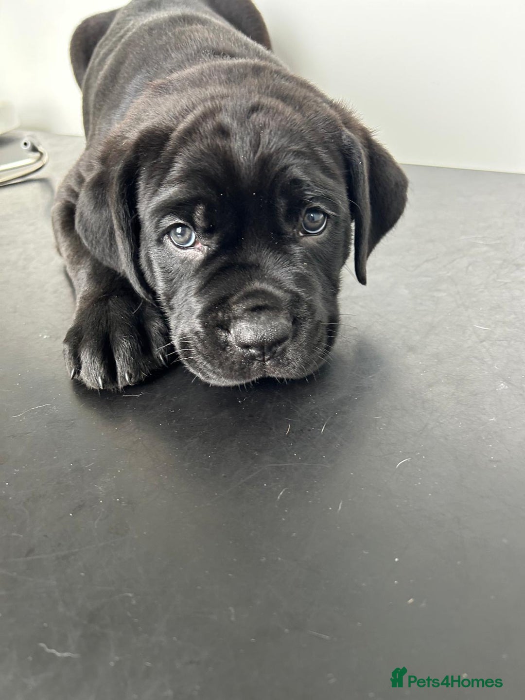 Mixed Breed dogs for sale: Adorable Rottweiler Dogue de Bordeaux x Cane Corso - Image 1