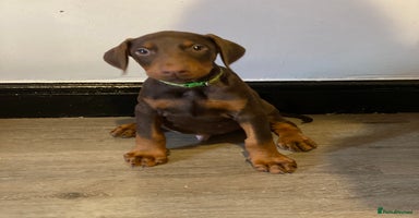 Dobermann dogs - Advert 1