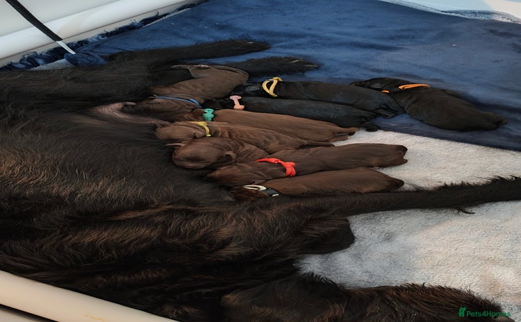 Mixed Breed dogs ✨Health Tested Australian Labradoodles✨ - Advert 4