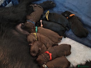 Mixed Breed dogs ✨Health Tested Australian Labradoodles✨ - Advert 5