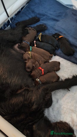 Mixed Breed dogs ✨Health Tested Australian Labradoodles✨ - Advert 4