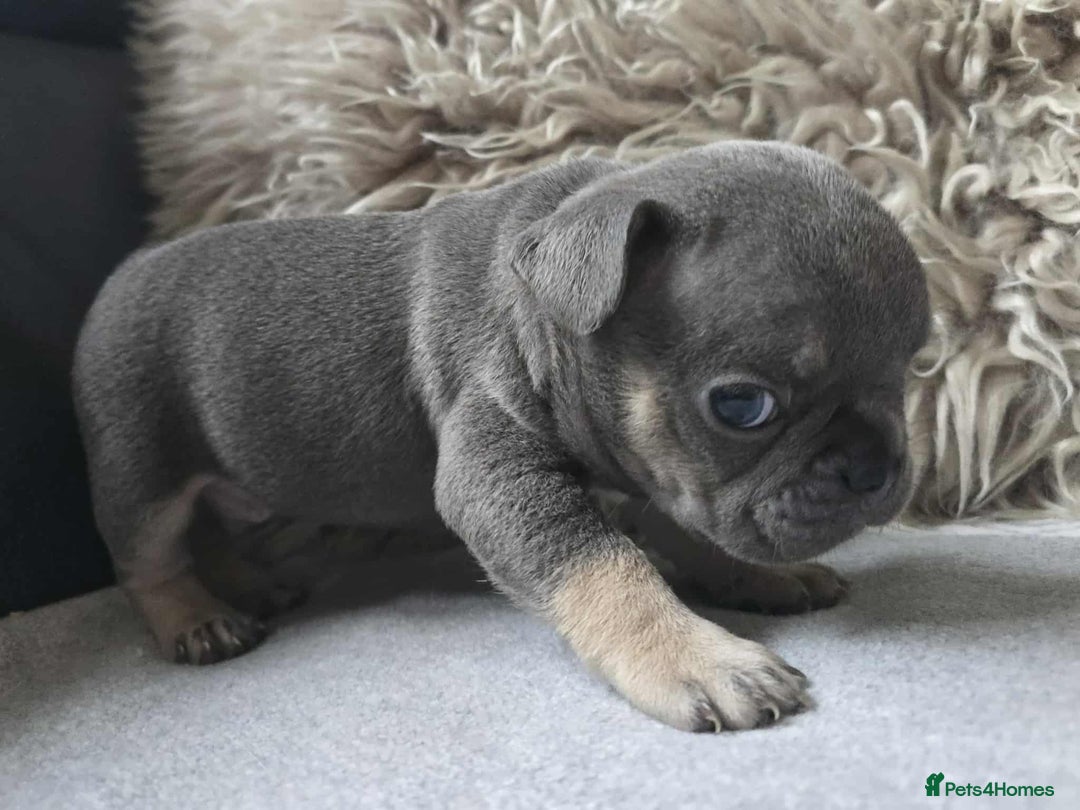 French Bulldog dogs for sale: Stunning French Bulldog Puppies  - Advert 5