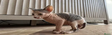 Sphynx Kitten 1