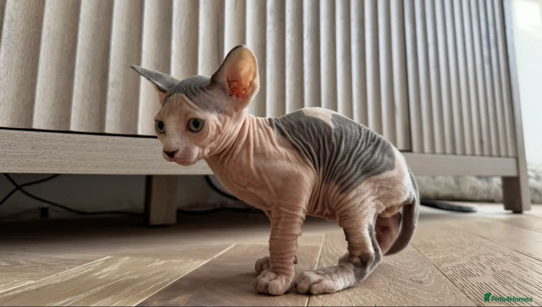Sphynx cats for sale: Sphynx boy kitten  - Advert 3