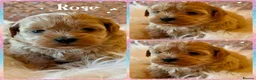 Shihpoo dogs for sale: Asian Shih Poo puppies in Westcliff-on-Sea - Advert 22