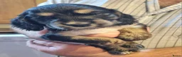Cocker Spaniel dogs for sale: Gorgeous Sable Cocker Spaniels  - Advert 11