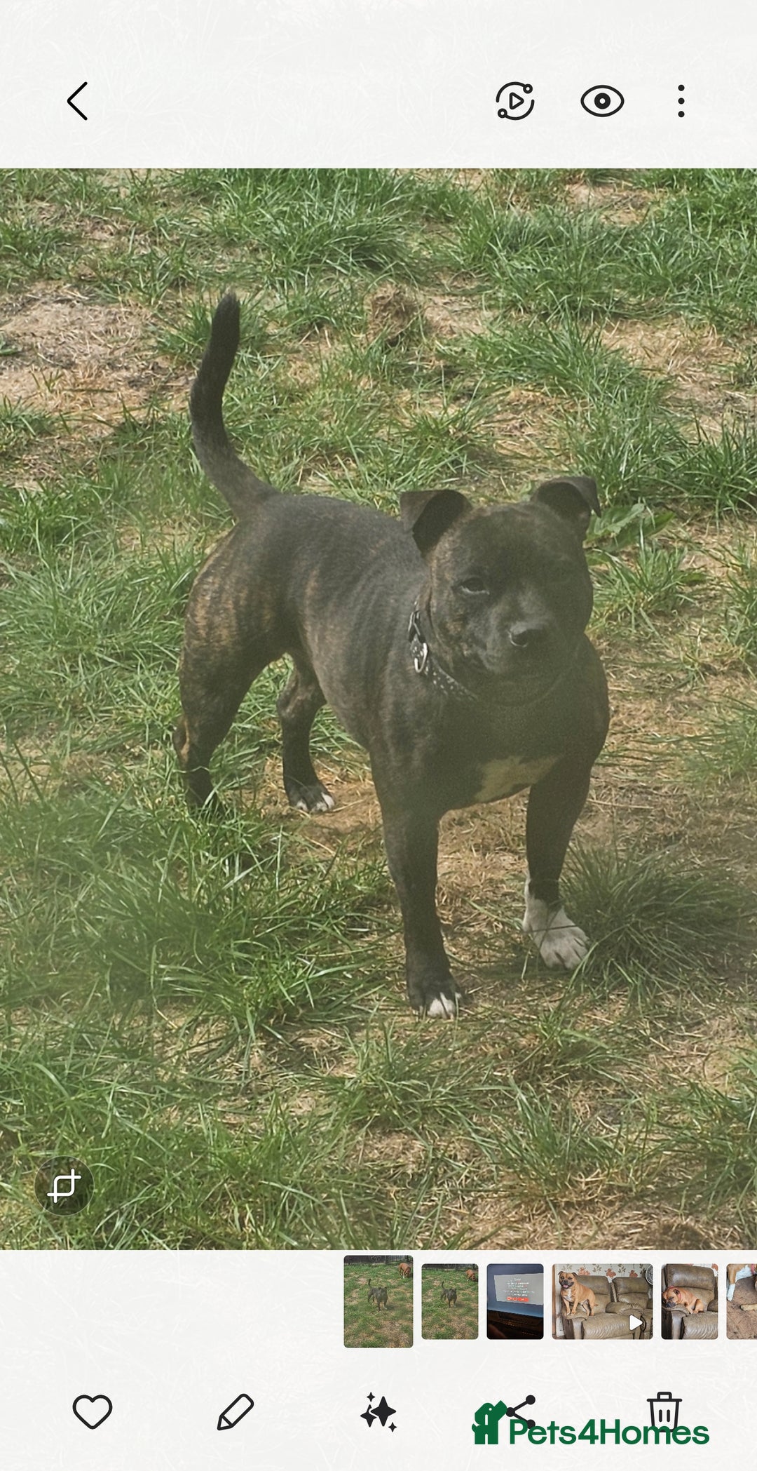 Staffordshire Bull Terrier dogs for sale: 🥨THE GOLDILOCKS LITTER 🥨 - Advert 14