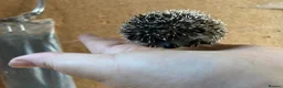 Pygmy Hedgehog rodents for sale: African Pygmy hedgehogs  - Advert 9