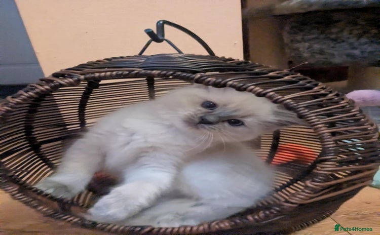 Ragdoll cats - Advert 1