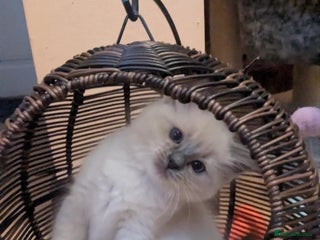 Ragdoll cats - Advert 26