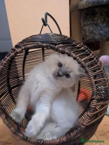 Ragdoll cats - Advert 1