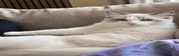Ragdoll cats for sale: GCCF & TICA Blue Point & White Bicolour  - Advert 2