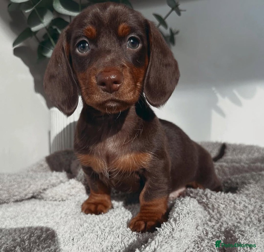 Miniature Dachshund dogs for sale: Purebred Miniature Dachshund Puppies – Ready - Image 6