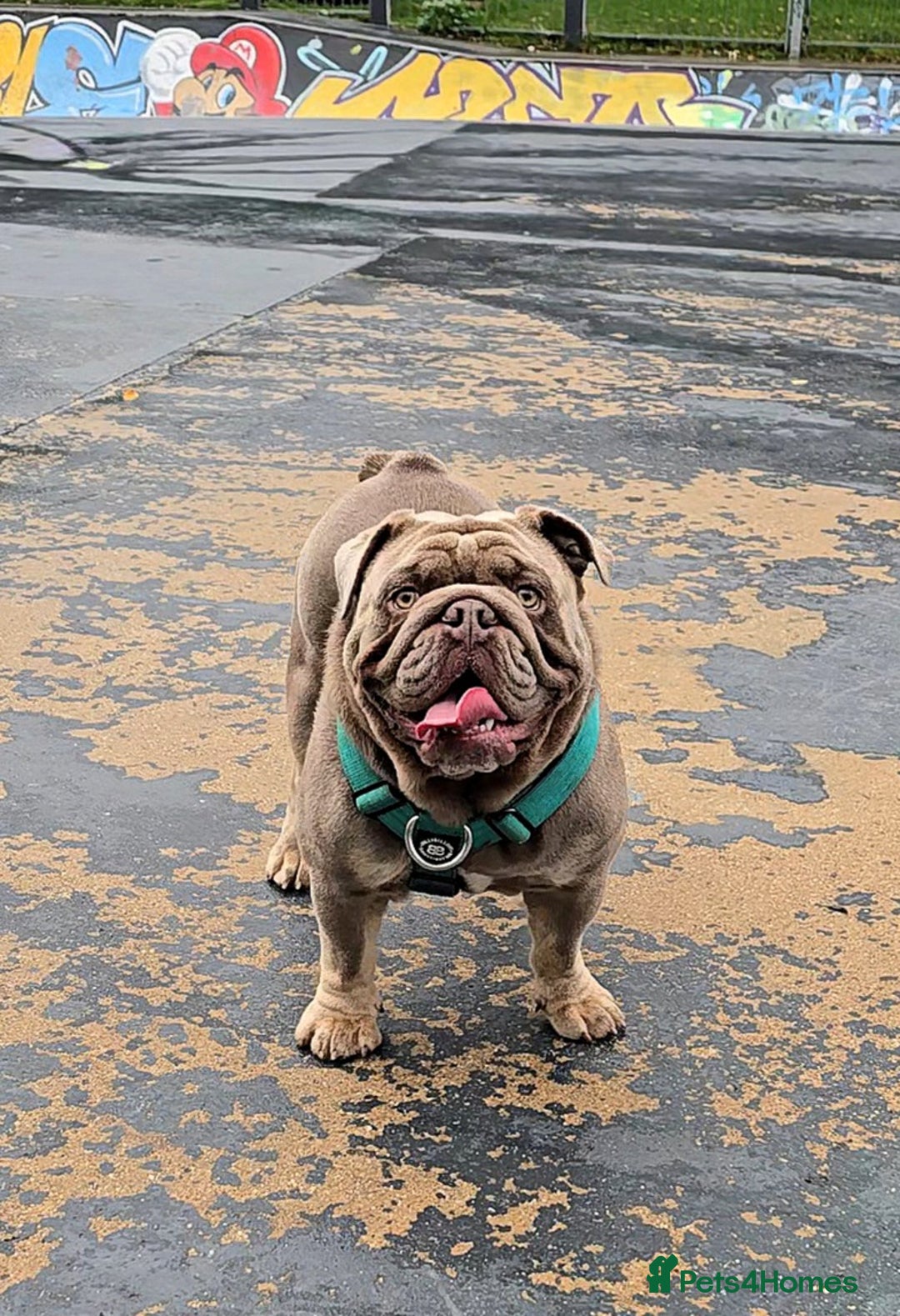 Gallery Image {{count}}