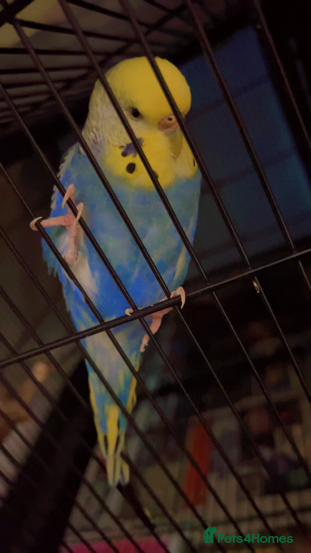 Budgerigars birds for sale: Budgies for sale 2 females with cage and food - Image 5