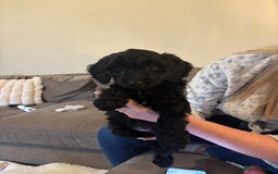 Cockapoo dogs for sale: Cockerpoos - Image 3
