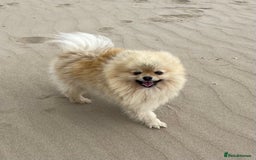 Pomeranian dogs for stud: FOR STUD-Beautiful KC Reg Cream/Wolf Sable in Burry Port - Image 2