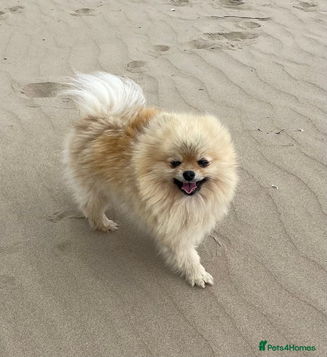 Pomeranian dogs for stud: FOR STUD-Beautiful KC Reg Cream/Wolf Sable in Burry Port - Image 2