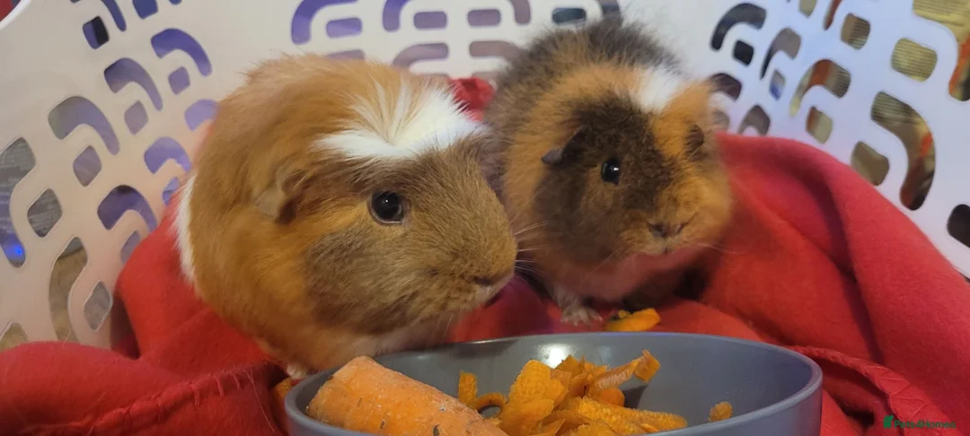 Guinea Pig rodents for sale: 2 male Guinea Pigs in Shepton Mallet - Advert 1