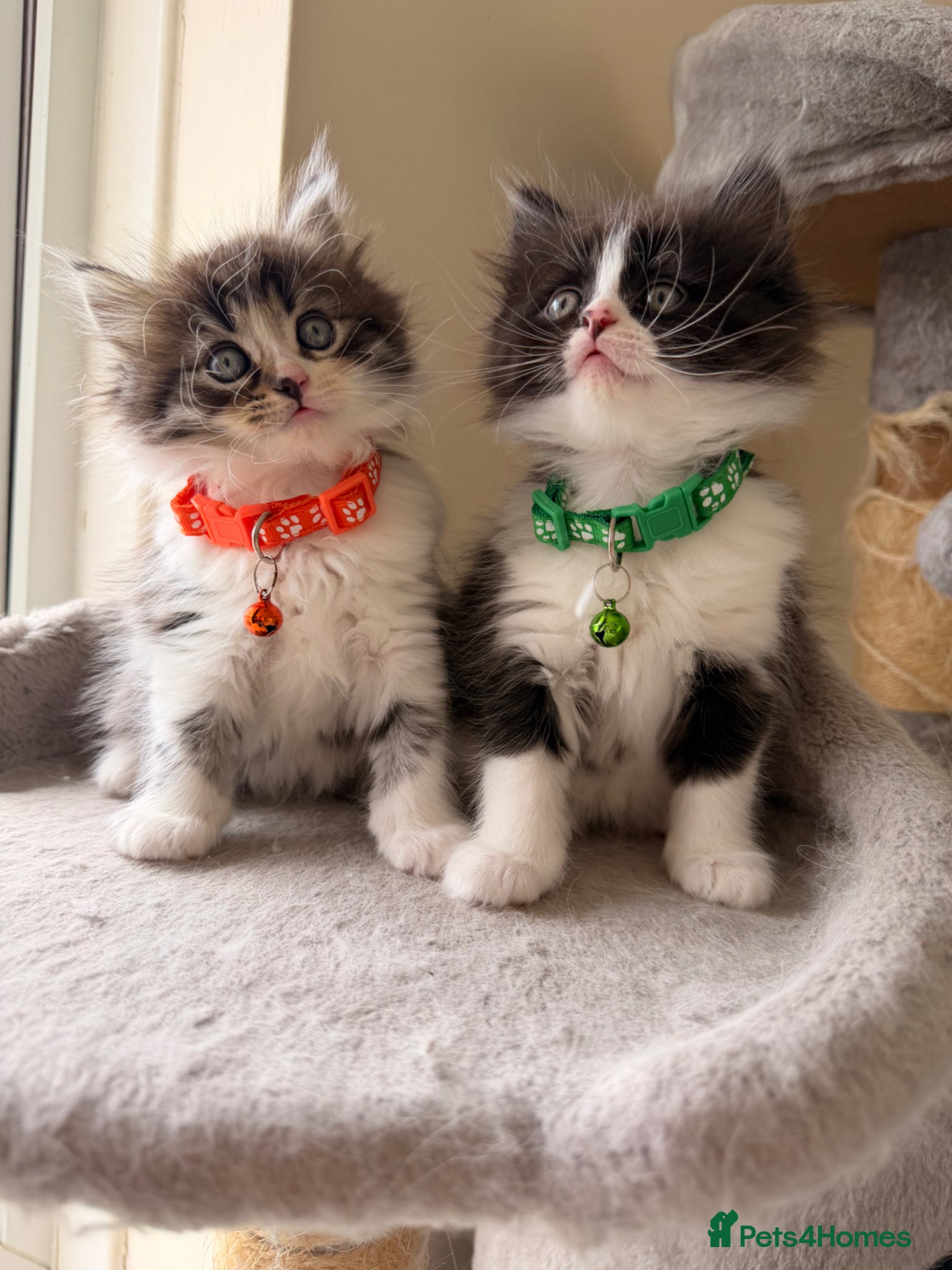 Mixed Breed cats Turkish Angora x Ragdoll kittens for Sale!! Ready - Advert 18