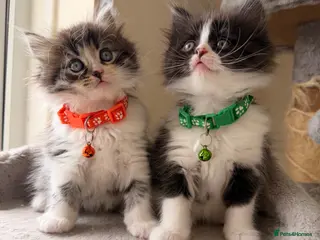 Mixed Breed cats Turkish Angora x Ragdoll kittens for Sale!! Ready - Advert 1