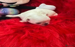 Maltese dogs for sale: 🌟Maltedoll Tiny Korean Maltese KC Reg🌟 - Image 8