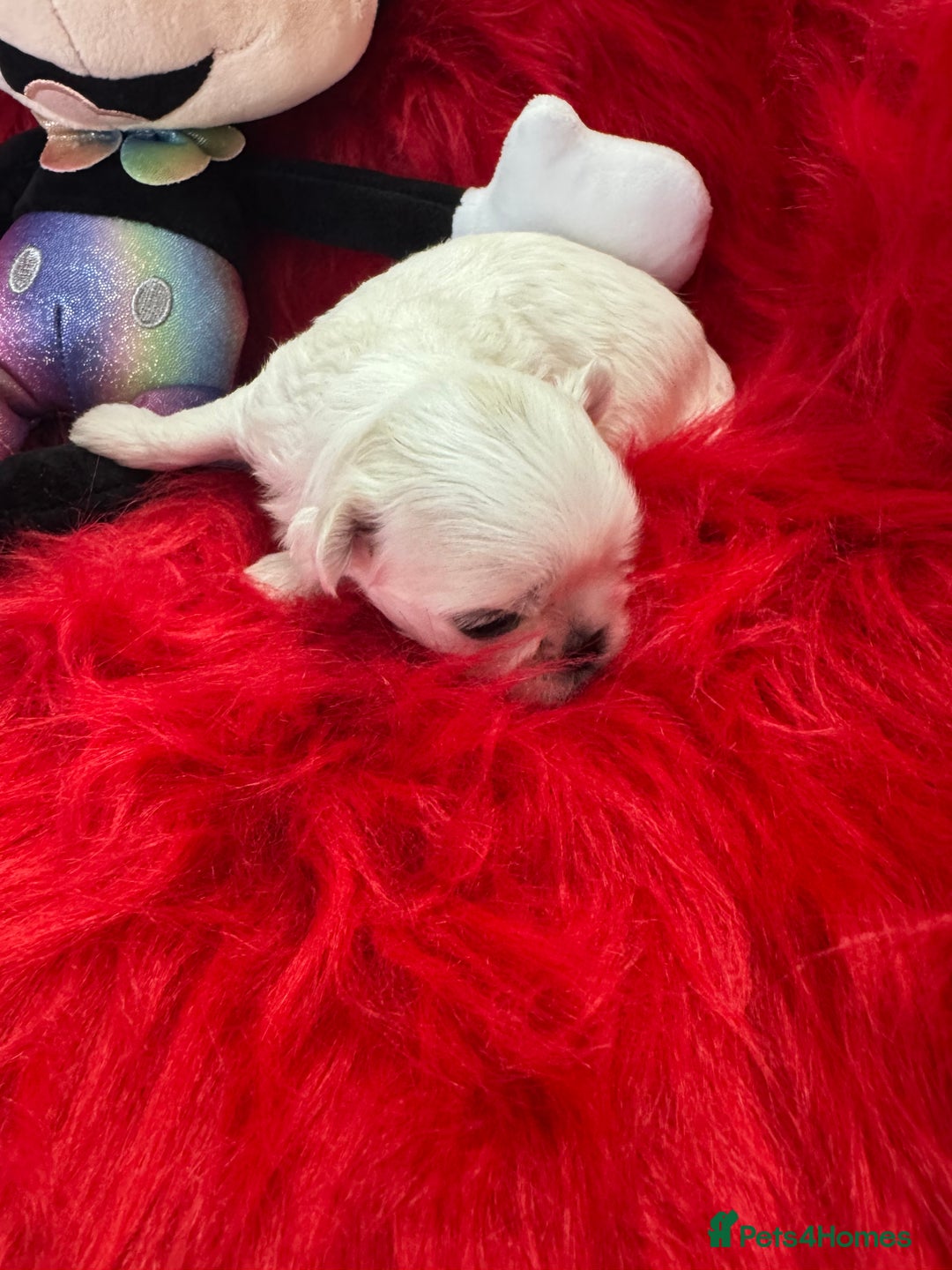 Maltese dogs for sale: 🌟Maltedoll Tiny Korean Maltese KC Reg🌟 - Image 8