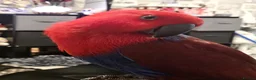 Parrots birds for sale: Eclectus female parrot  - Advert 10