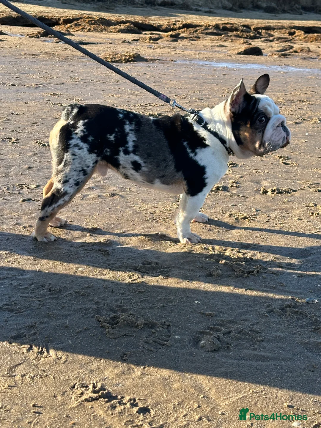 French Bulldog dogs for stud: KC Harliquin Husky Koi Carrying Pink & Testable - Advert 7