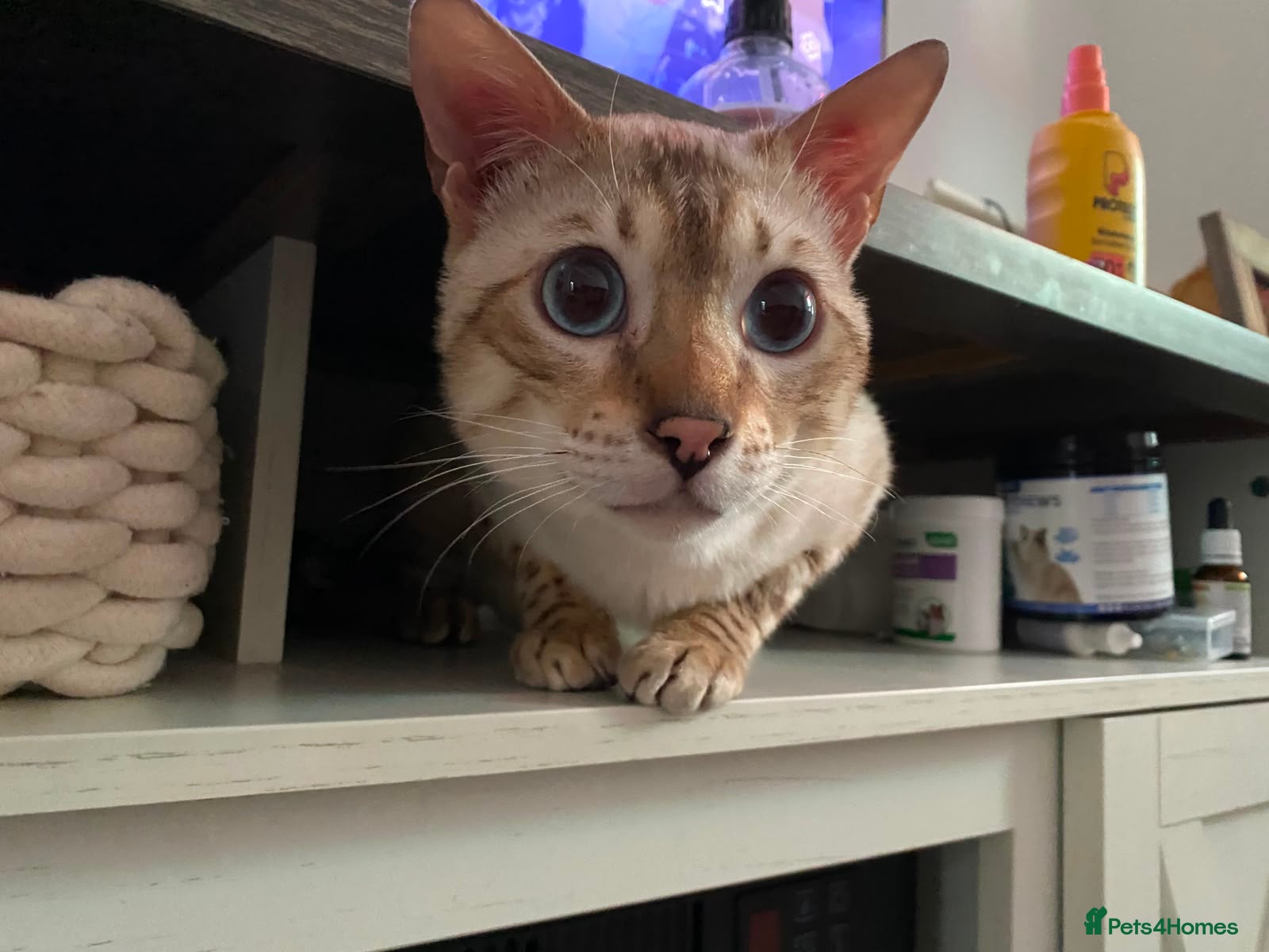 Bengal cats for stud: Male Bengal looking for some loving. in London - Advert 3