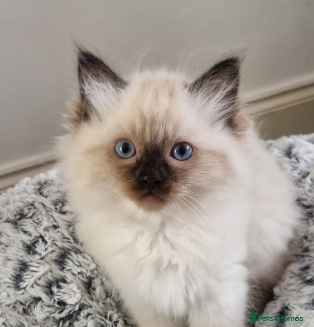 Ragdoll cats Beautiful Ragdoll Kittens Looking for Loving Homes - Advert 4